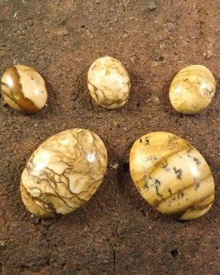 Picture Jasper Cabochons